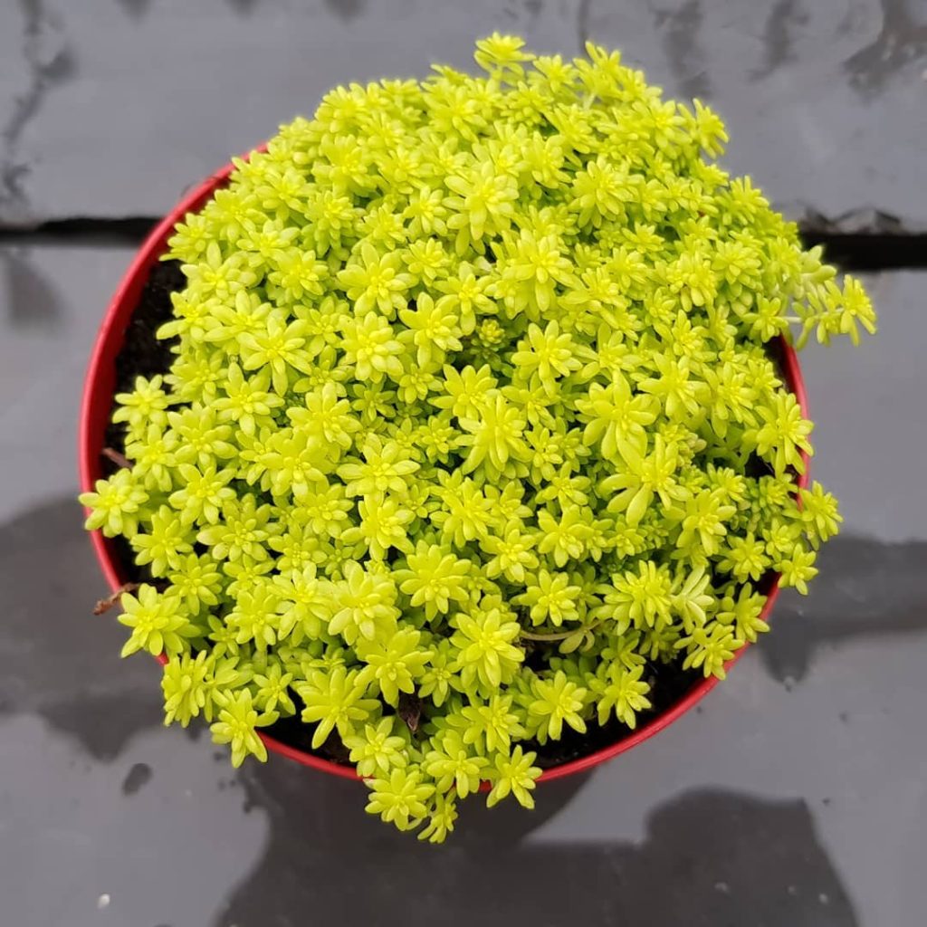 Sedum Oro: Um Guia Completo Desta Suculenta