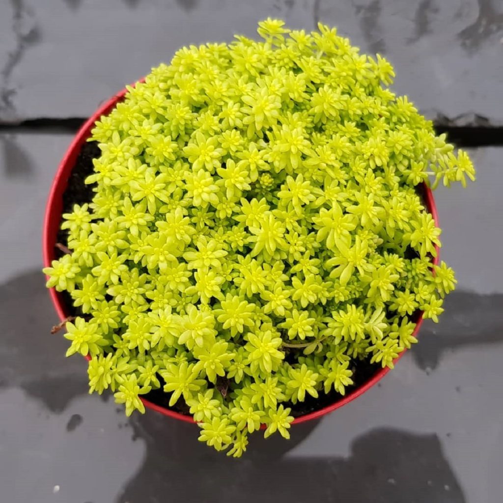 Sedum Oro Um Guia Completo Desta Suculenta