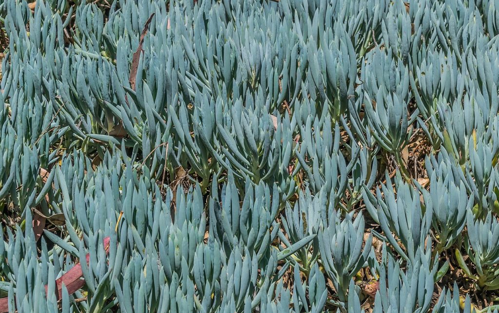 Suculentas de Sol As Melhores Para Cultivar - Senecio Serpens 