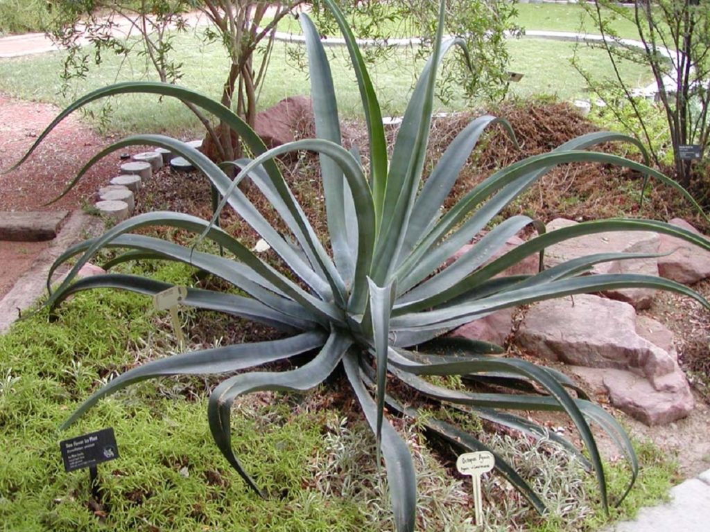 Agave Polvo Saiba Tudo Sobre Essa Suculenta