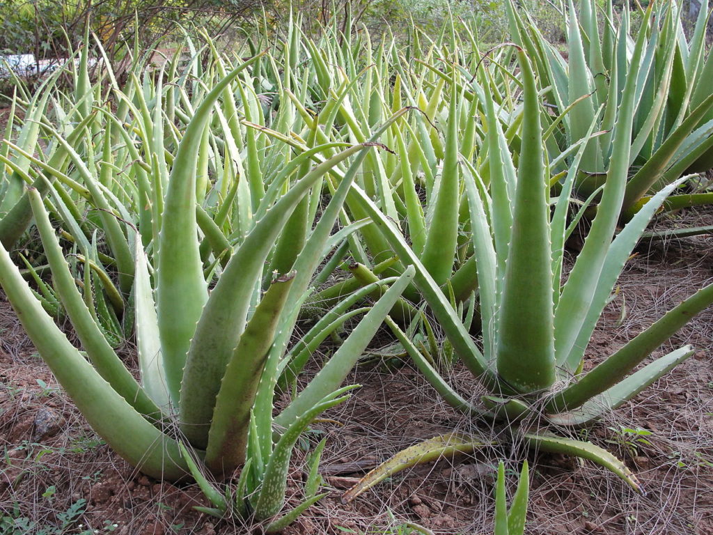 Aloe Vera Saiba Tudo Sobre Essa Suculenta