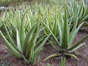 Aloe Vera Saiba Tudo Sobre Essa Suculenta