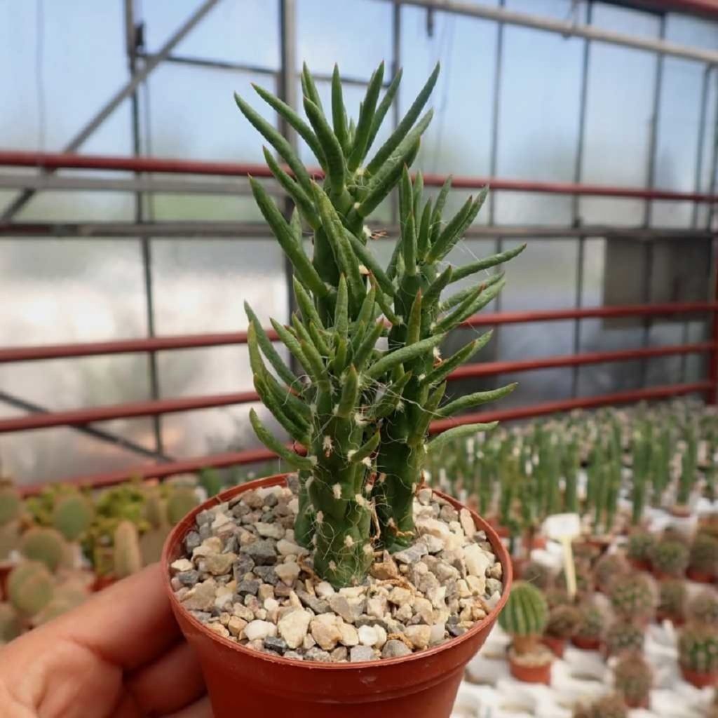 Austrocylindropuntia Subulata: Um Guia Completo