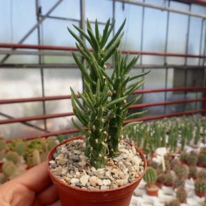 Austrocylindropuntia Subulata Um Guia Completo