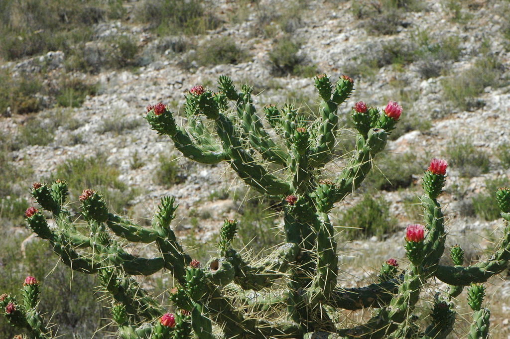 Austrocylindropuntia Subulata: Um Guia Completo Deste Cacto