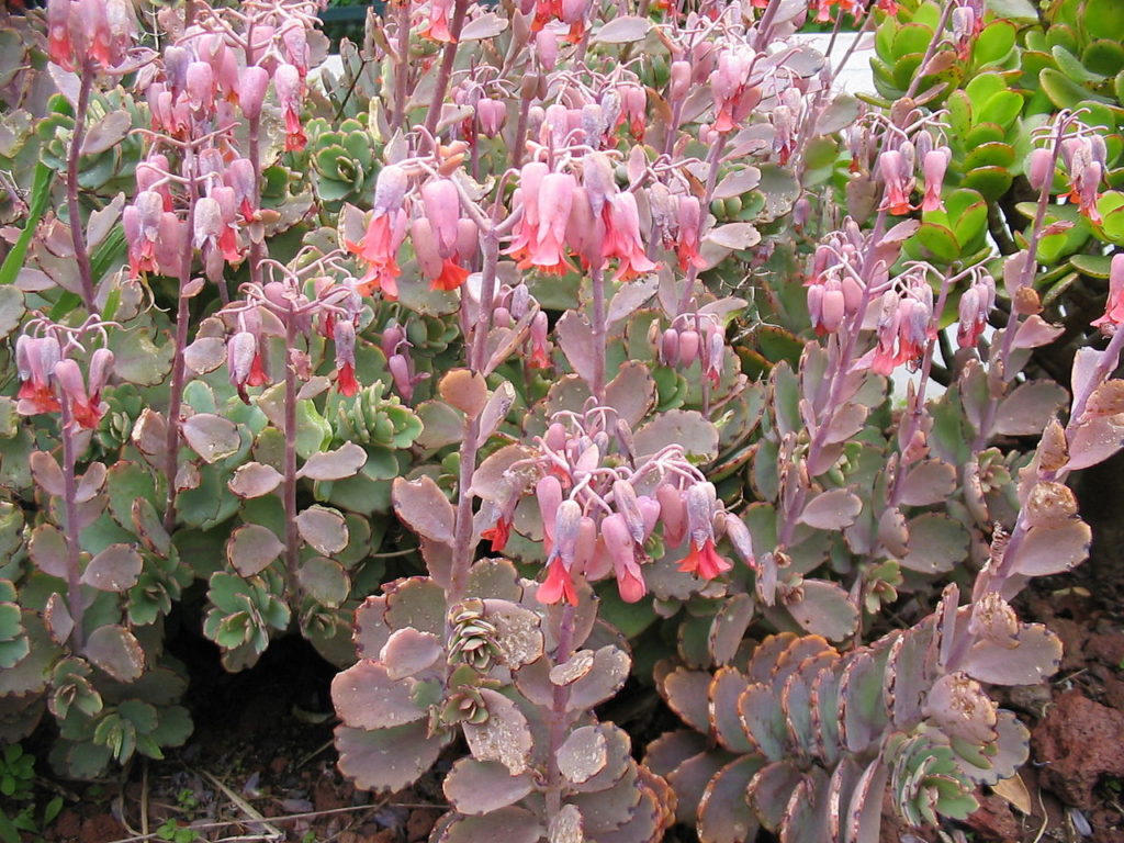 Bryophyllum Fedtschenkoi Tudo Sobre Essa Planta