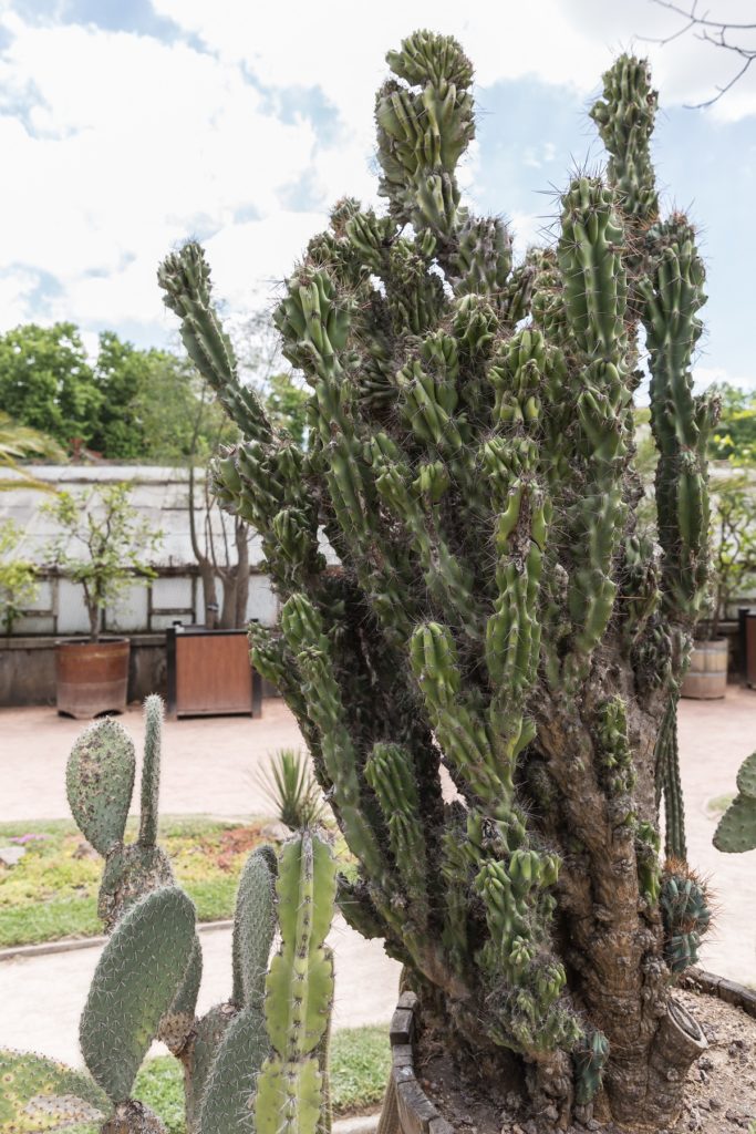 Cacto do Peru Saiba Tudo Sobre Esse Cacto