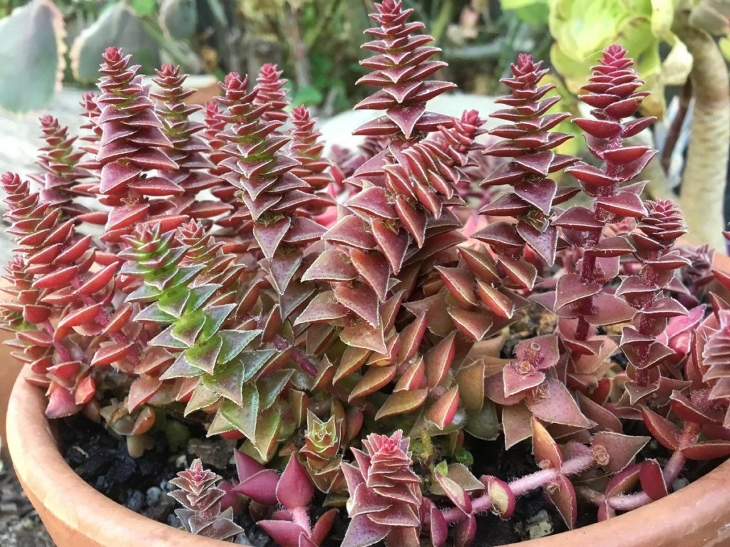 Crassula Capitella Thyrsiflora Um Guia Completo