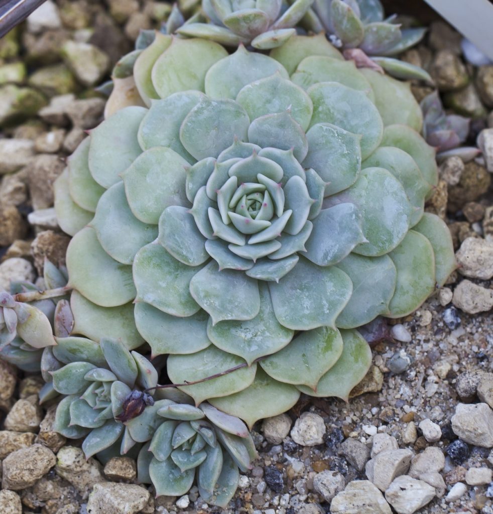 Echeveria Elegans: Tudo Sobre Essa Suculenta 