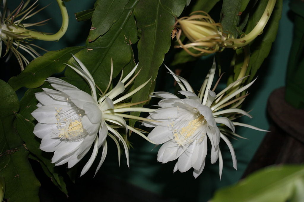 Epiphyllum Oxypetalum: Um Guia Deste Cacto