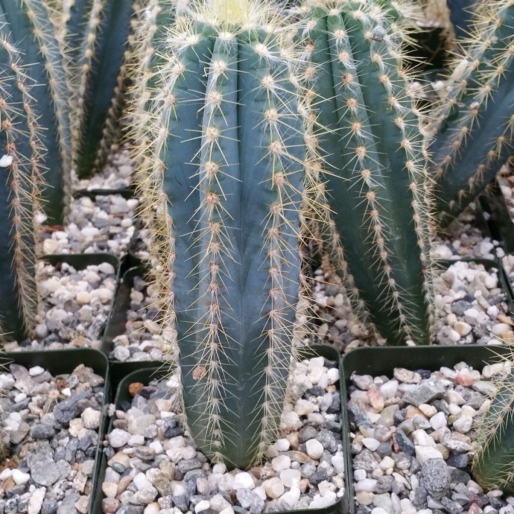 Cacto Azul Saiba Tudo Sobre Essa Planta