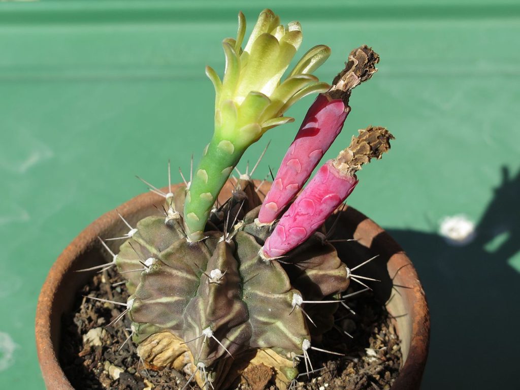 Gymnocalycium Mihanovichii Um Guia Deste Cacto