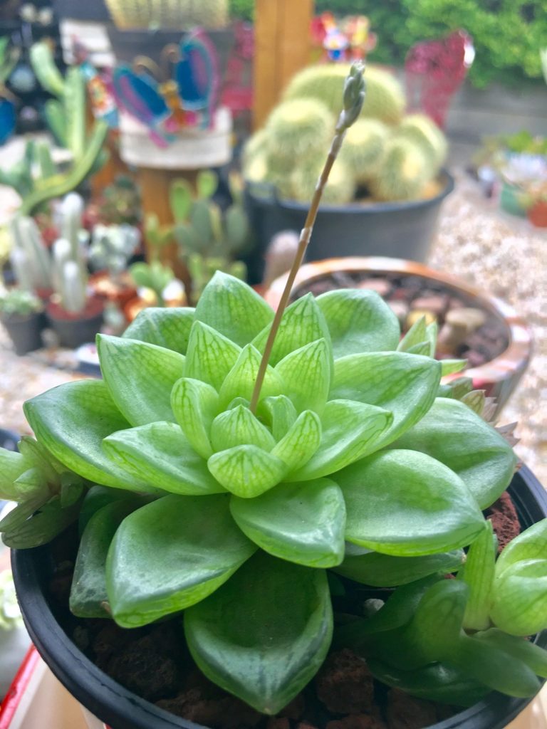 Haworthia Cymbiformis Tudo Sobre Essa Suculenta