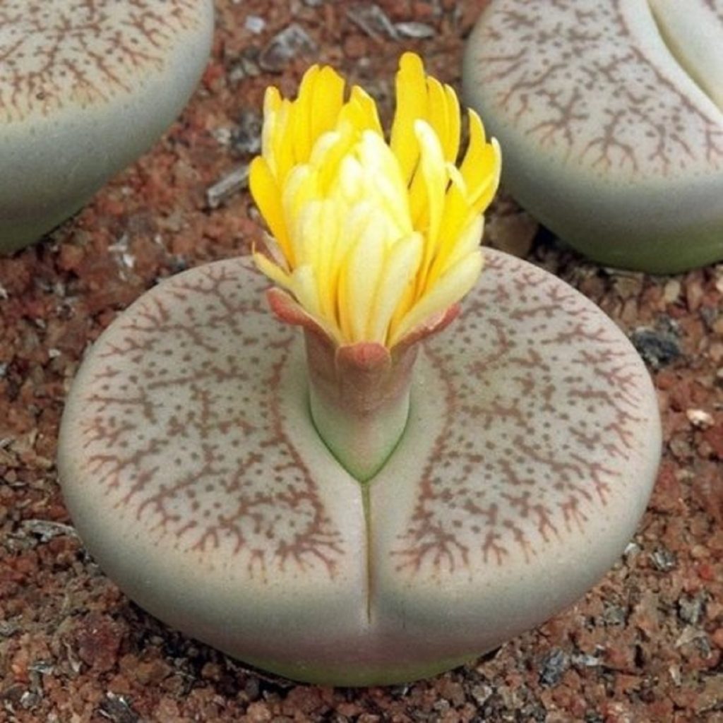 Lithops Pseudotruncatella Um Guia Completo