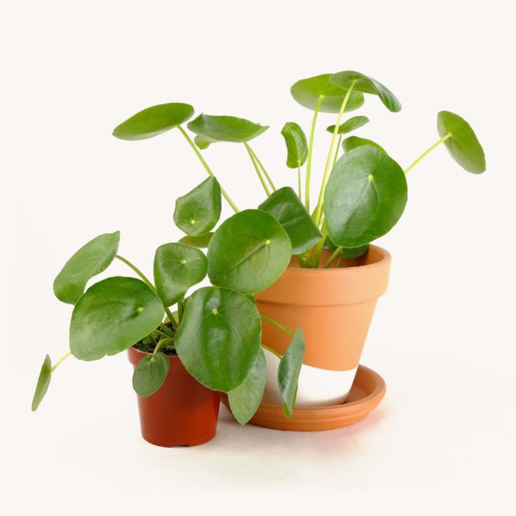 Pilea Peperomioides Tudo Sobre Essa Suculenta