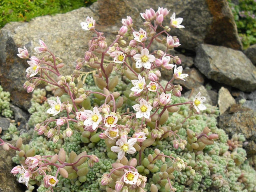 Sedum Dasyphyllum Um Guia Desta Suculenta