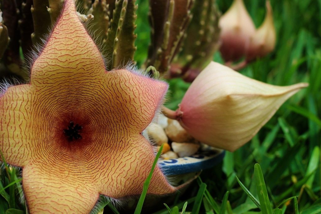 Stapelia Gigantea: Um Guia Completo Desta Planta