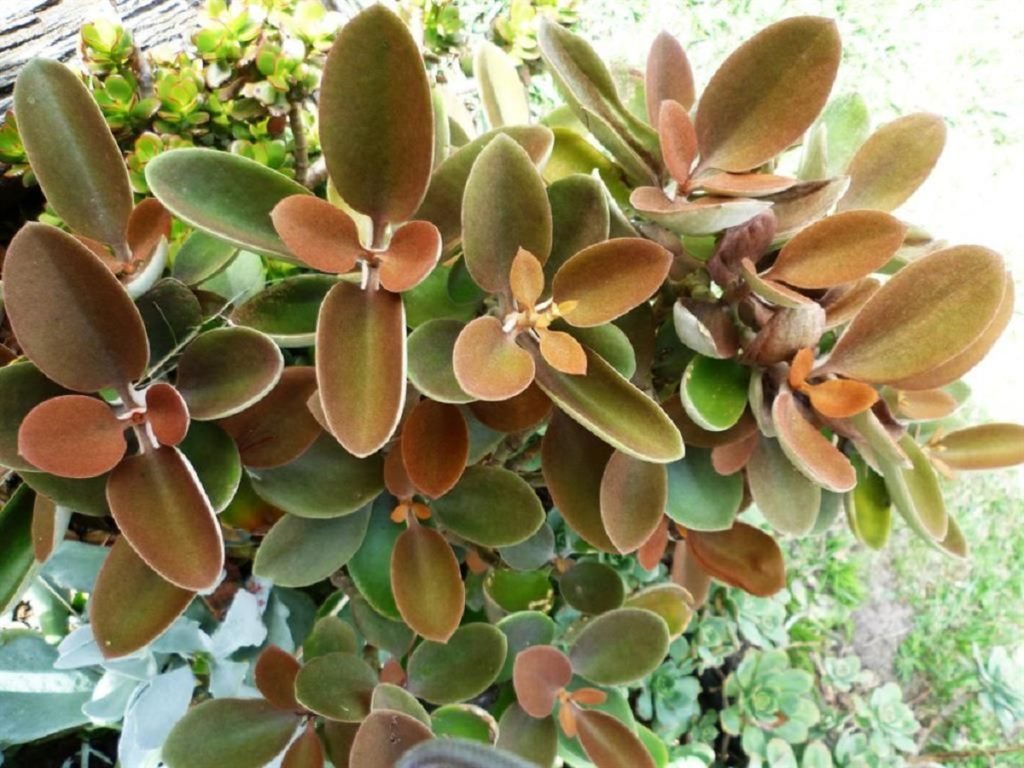 Suculenta Colher de Cobre Tudo Sobre Essa Planta