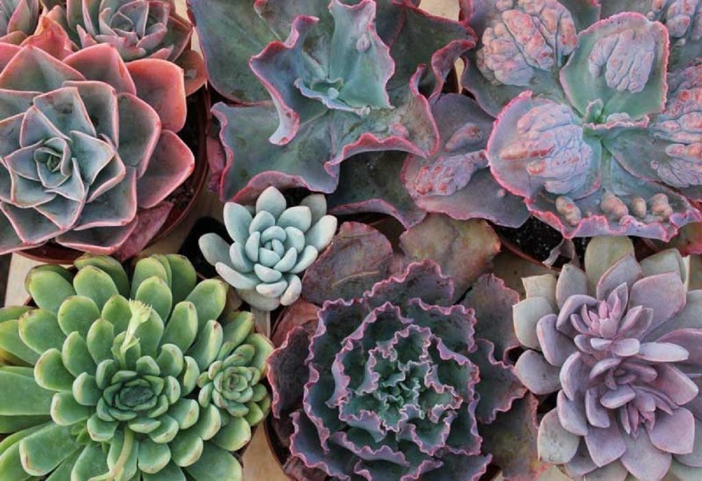 Tipos de Echeveria Um Super Guia Para Você