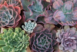 Tipos de Echeveria Um Super Guia Para Você