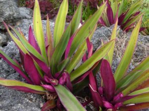 Abacaxi Roxo Saiba Tudo Sobre Essa Planta