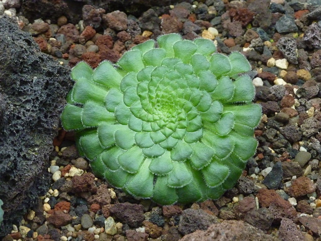 Aeonium Tabuliforme Guia Completo Desta Planta