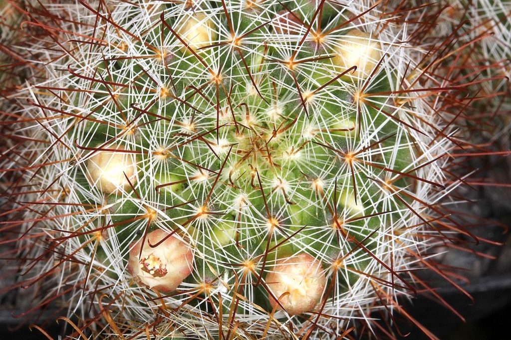 Almofada Cacto Saiba Tudo Sobre Essa Planta