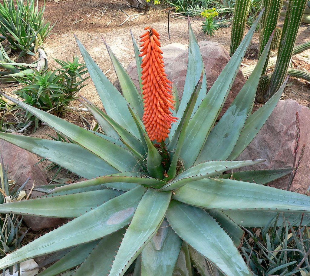 Aloe Ferox Saiba Tudo Sobre Essa Suculenta