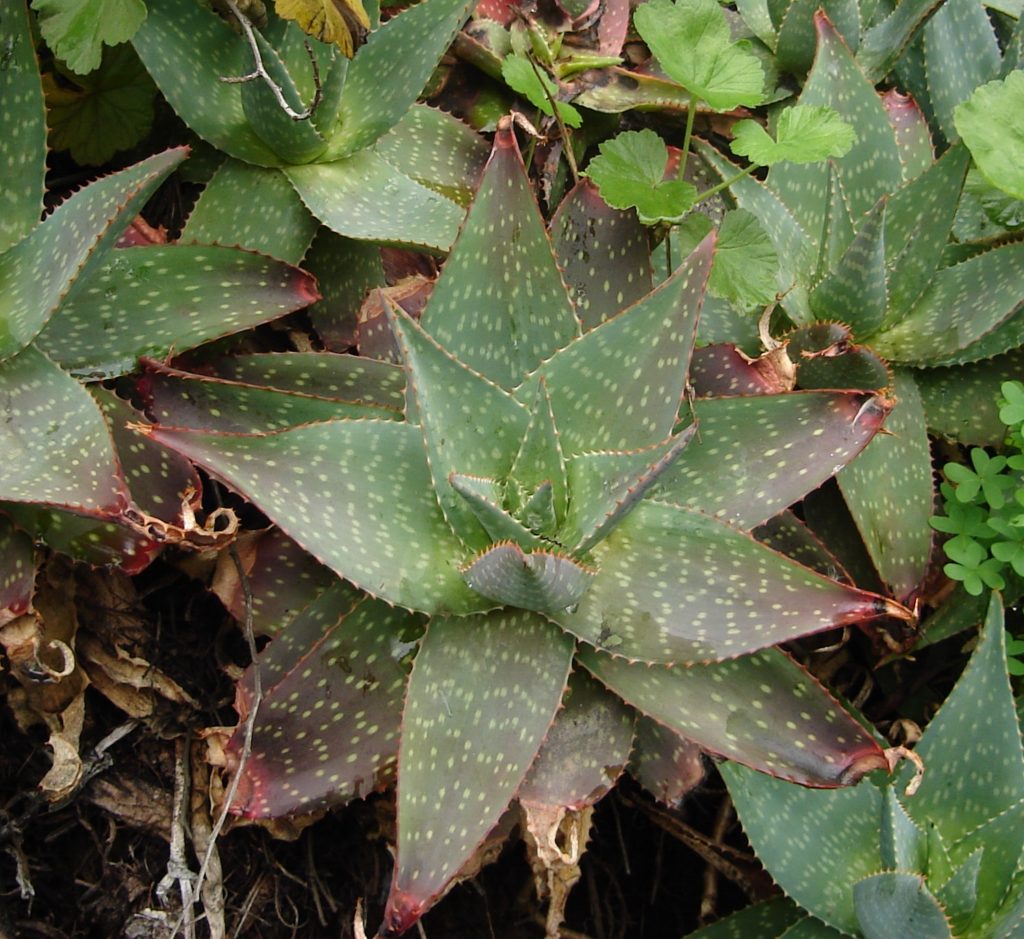 Aloe Maculata: Saiba Tudo Sobre Essa Suculenta