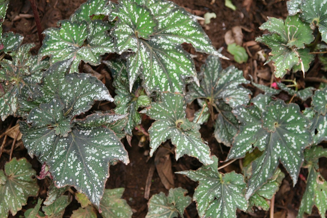 Begonia Rex Um Guia Completo Desta Planta