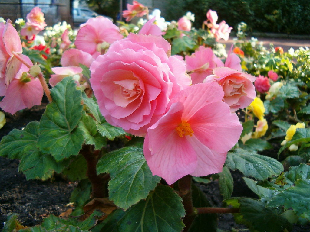 Begonia Tuberosa: Guia Completo Desta Planta 