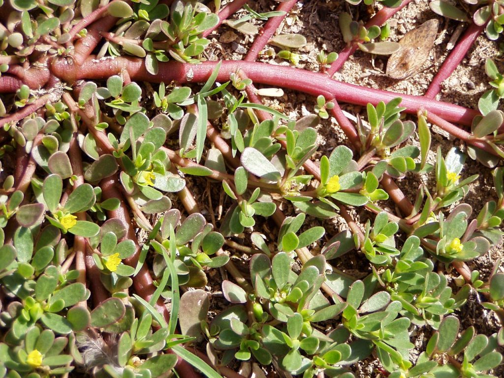 Beldroega: Um Guia Completo