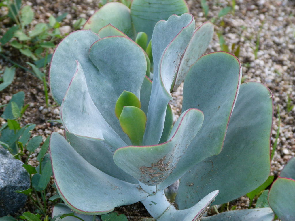 Cotyledon Orbiculata Tudo Sobre Essa Suculenta