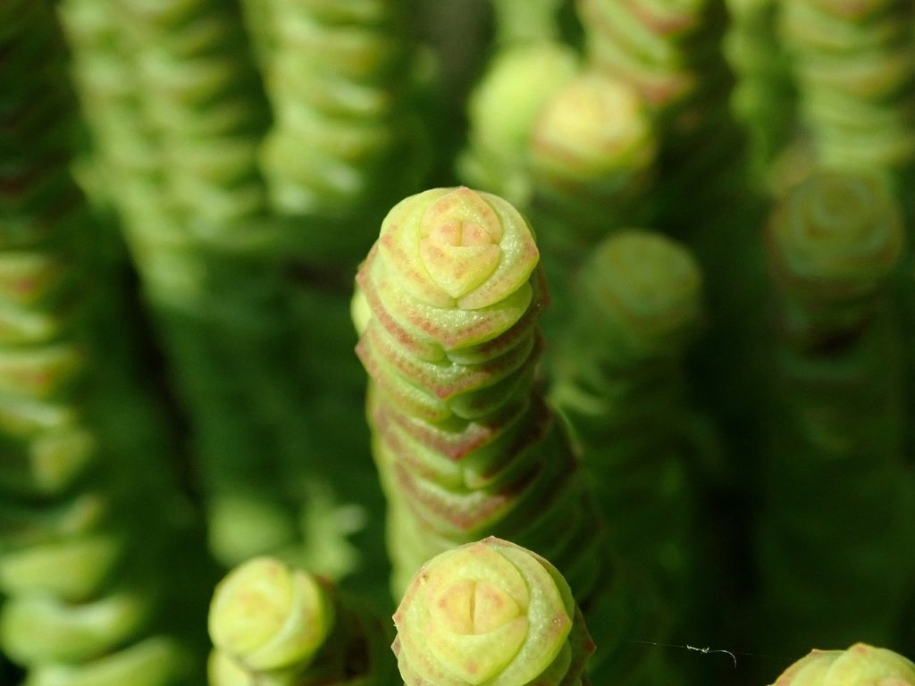 Crassula Marnieriana Um Guia Desta Suculenta