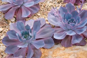 Echeveria Afterglow Tudo Sobre Essa Suculenta