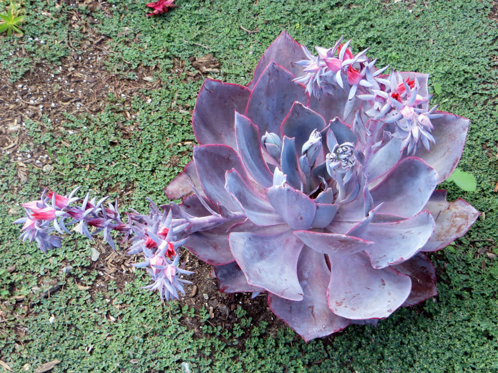 Echeveria Afterglow: Tudo Sobre Essa Suculenta