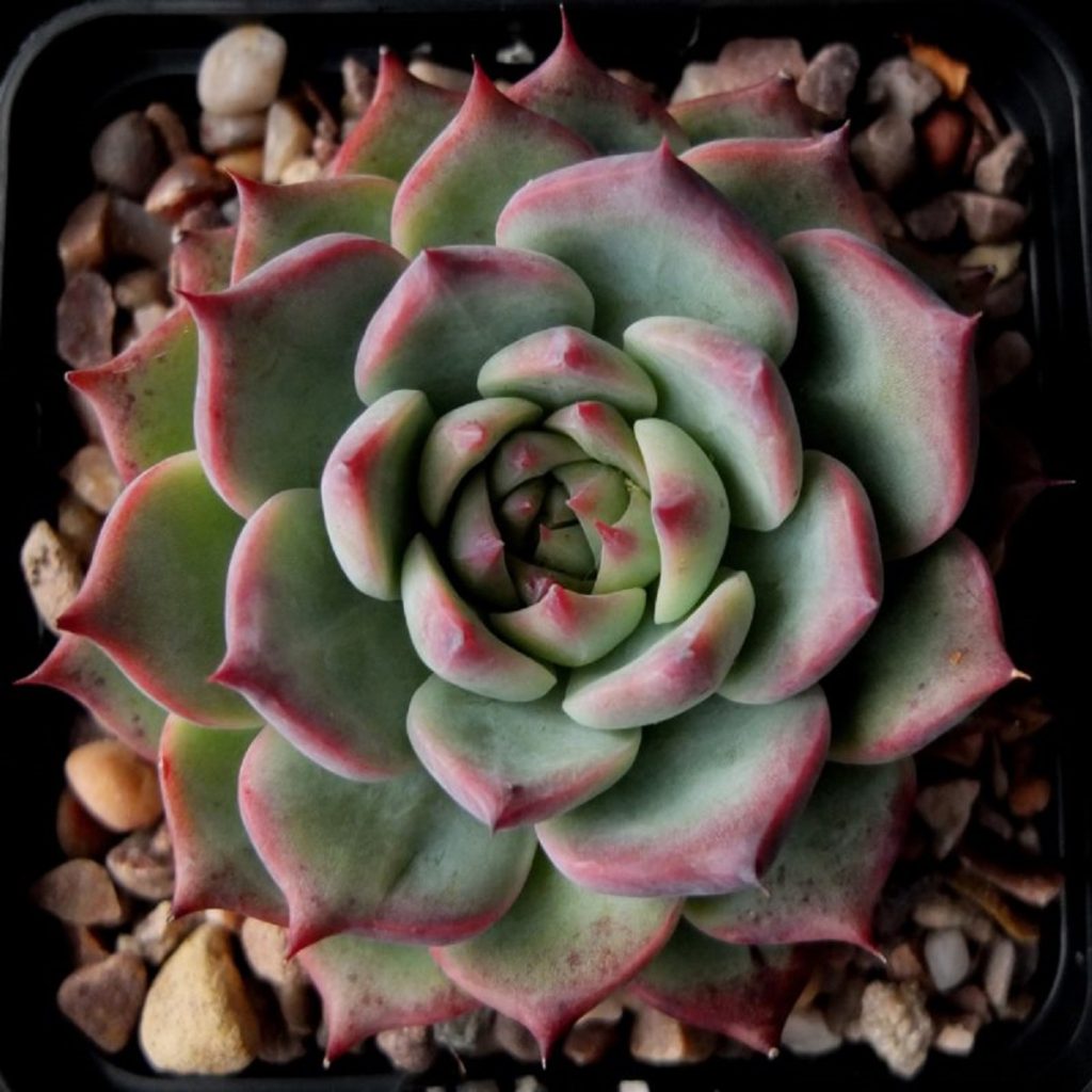 Echeveria Chihuahuensis Guia Desta Suculenta