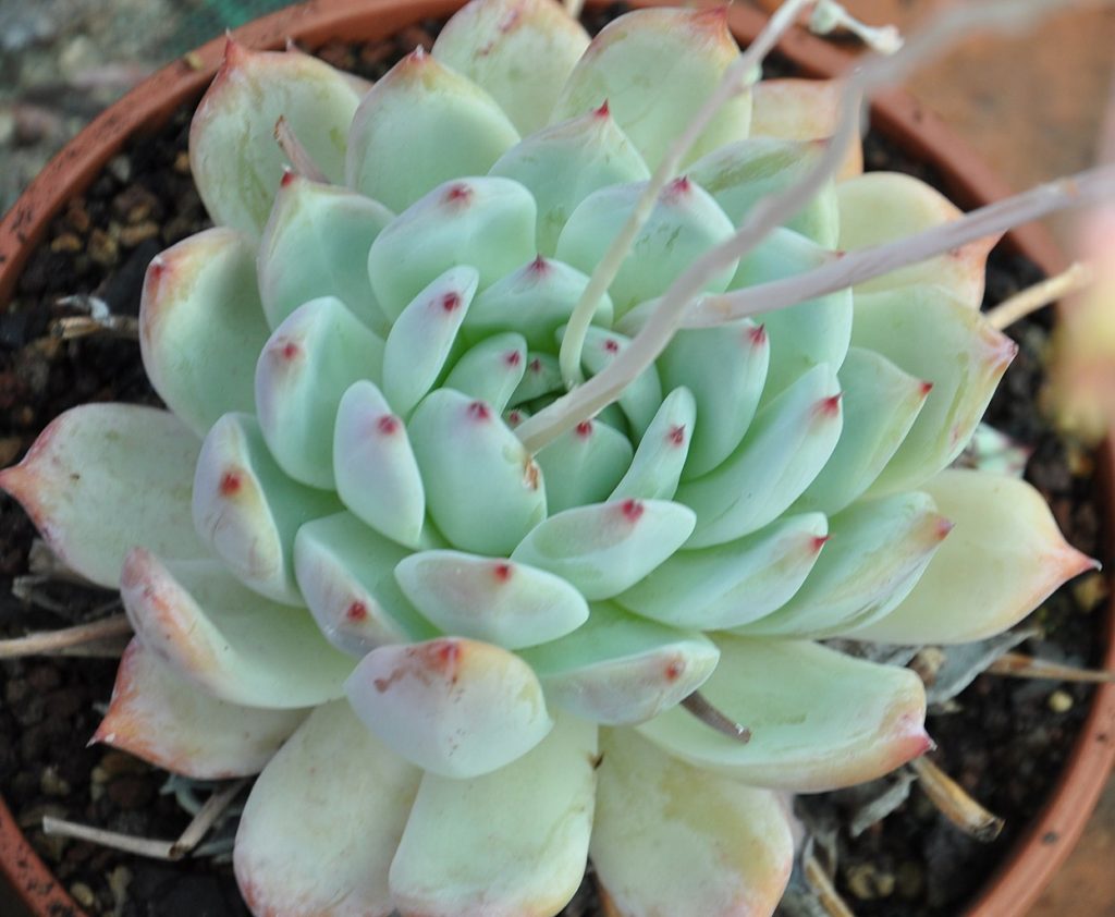 Echeveria Colorata Tudo Sobre Essa Suculenta