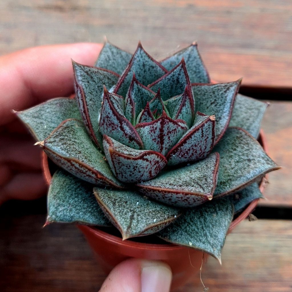 Echeveria Dionysos: Tudo Sobre Essa Suculenta 