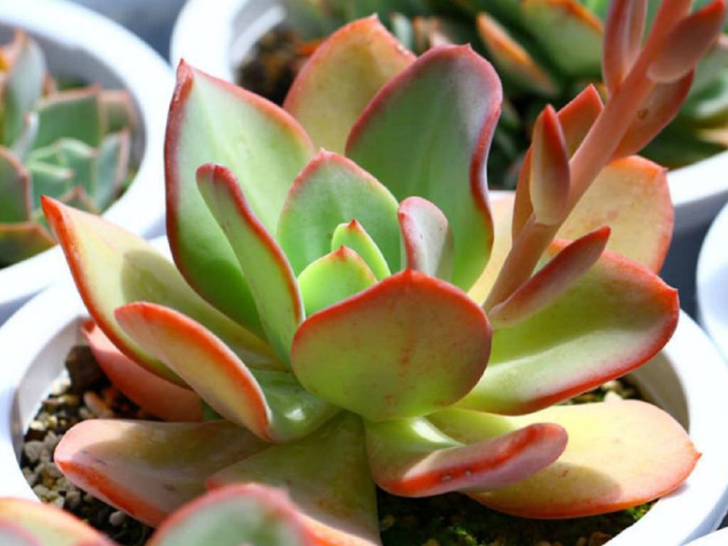 Echeveria Gila: Saiba Tudo Sobre Essa Suculenta