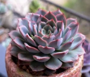 Echeveria Hércules Tudo Sobre Essa Suculenta