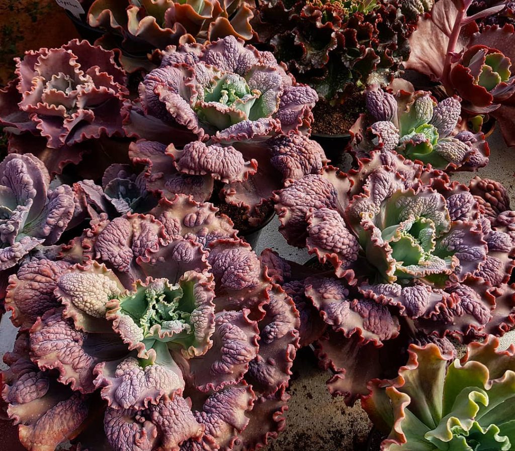 Echeveria Mauna Loa Um Super Guia Completo