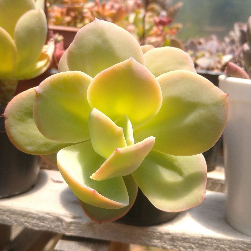 Echeveria Palida Guia Completo Desta Suculenta