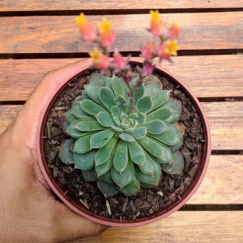 Echeveria Pampa Tudo Sobre Essa Suculenta