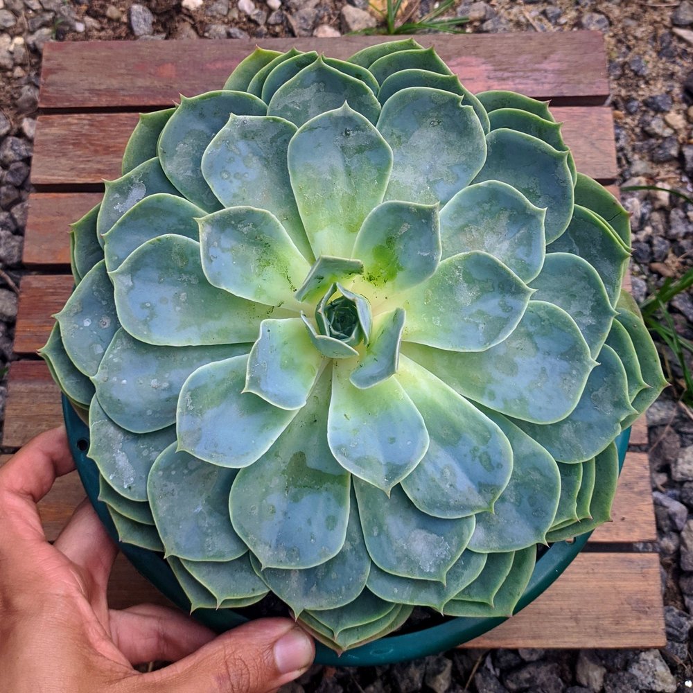 Echeveria Pumila Tudo Sobre Essa Suculenta