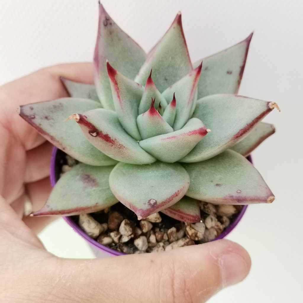 Echeveria Agavoides Sirius Um Guia Completo