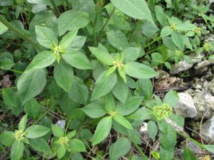 Euphorbia Heterophylla Tudo Sobre Essa Suculenta