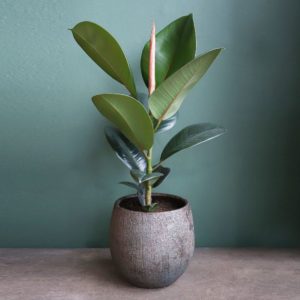 Ficus Elastica Saiba Tudo Sobre Essa Planta
