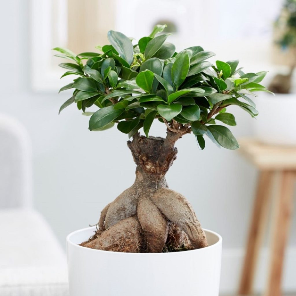 Ficus Microcarpa: Um Guia Completo Desta Planta /