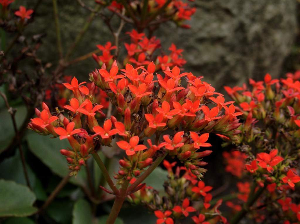 Flor da Fortuna: Kalanchoe blossfeldiana 